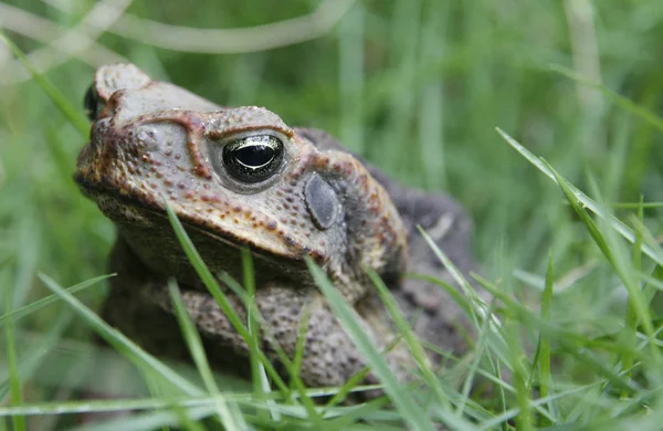 Reptil Sapo Animal Anfibio Rana — Foto de Stock