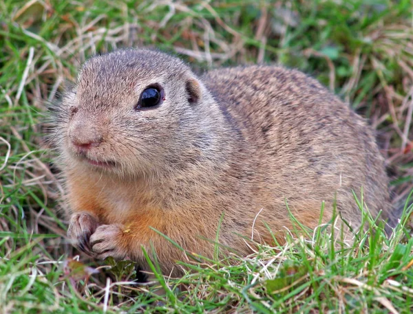 Ground Squirrel Marmotini Rodent — Stock Photo, Image