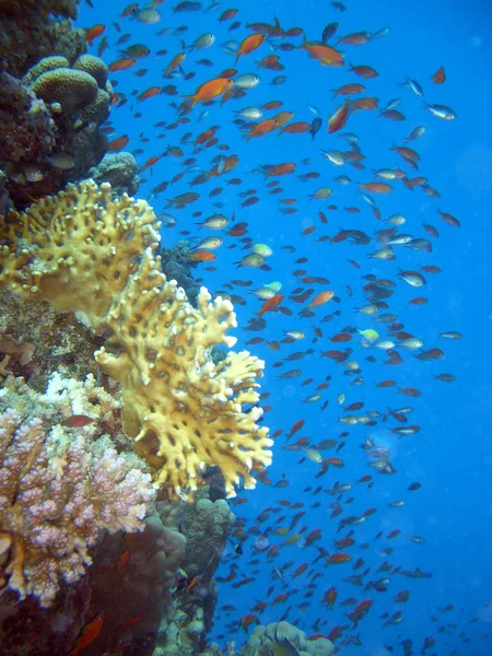 Vita Sulla Barriera Corallina — Foto Stock