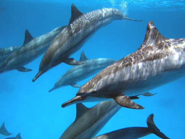 Delfines Peces Acuáticos Animales Marinos —  Fotos de Stock