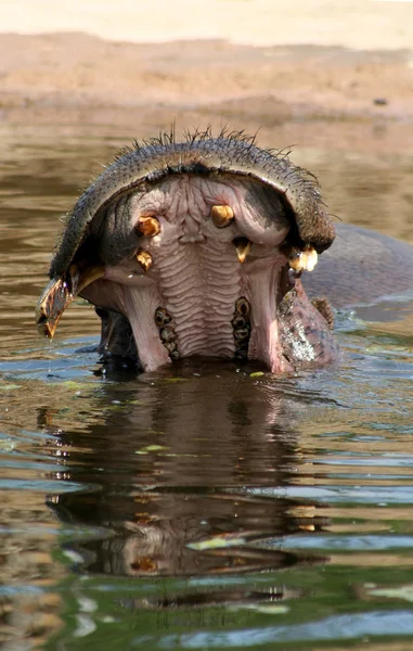 Flusspferd Säugetier Nilpferd — Stockfoto