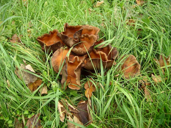 Cogumelos Fungos Tolos — Fotografia de Stock