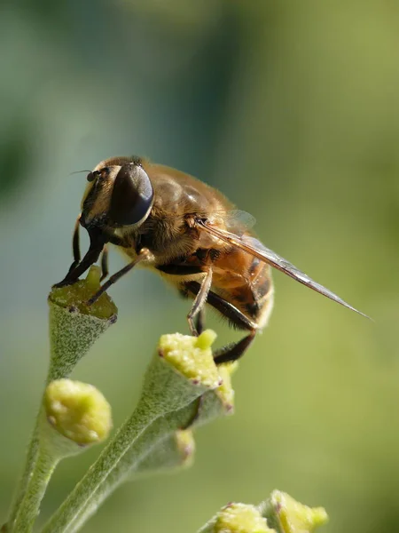 Közelkép Bug Vad Természet — Stock Fotó