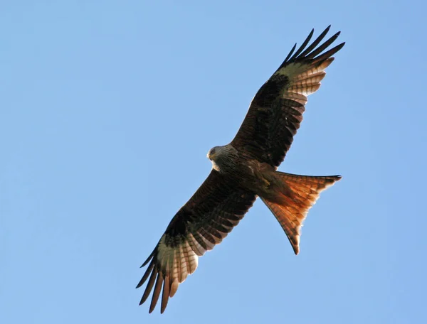 Roter Milan Bird Wilde Dieren — Stockfoto