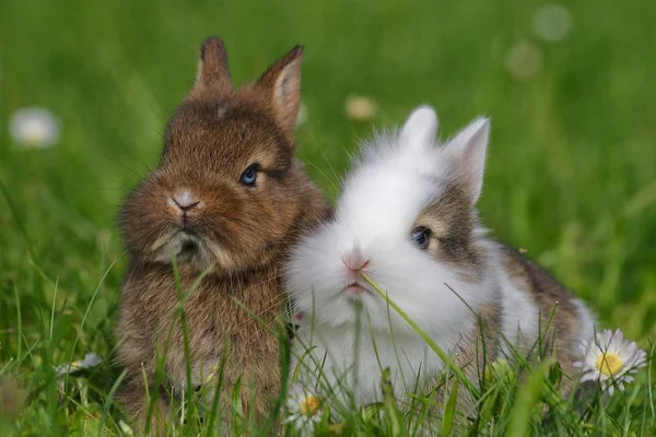 Verschiedene Tiere Selektiver Fokus — Stockfoto