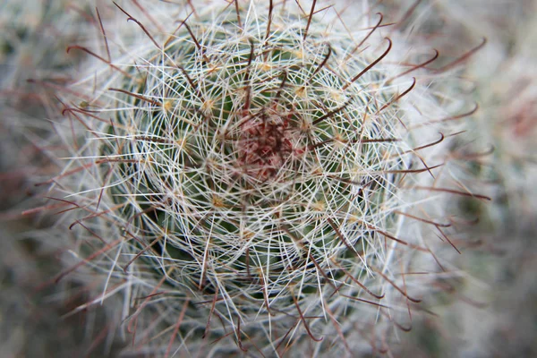 Planta Tropical Flora Botânica Cacto — Fotografia de Stock