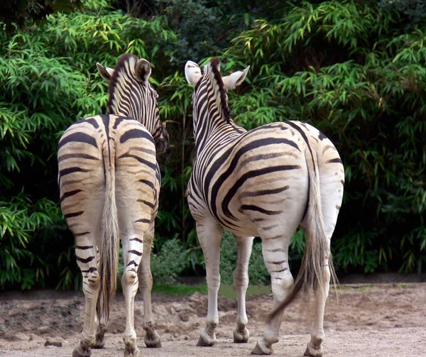 Afrikaans Zwart Wit Zebra Dier — Stockfoto