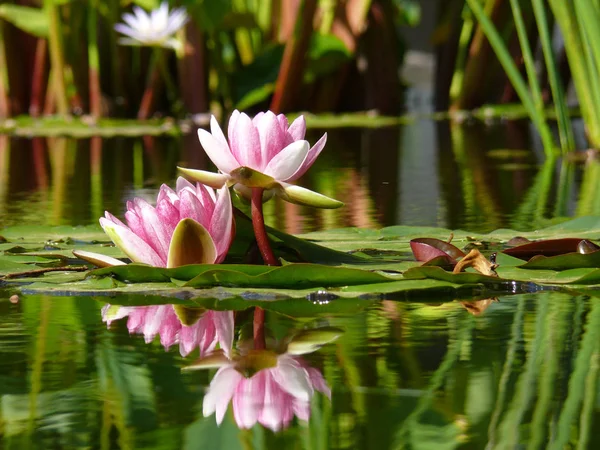 Lilia Wodna Kwiaty Stawu Flora Przyrodzie — Zdjęcie stockowe