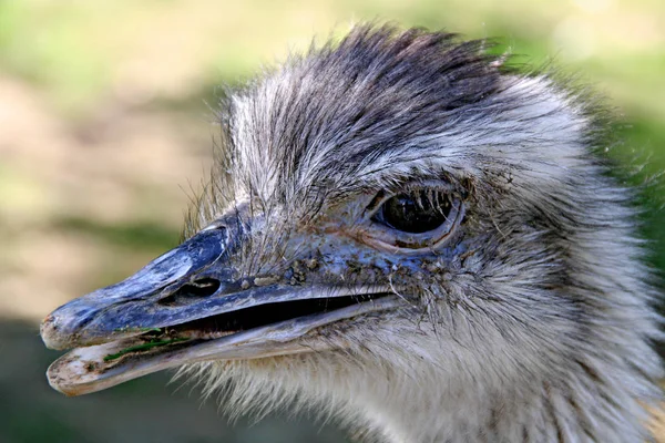 Avestruz Pássaro Animal Vida Selvagem — Fotografia de Stock