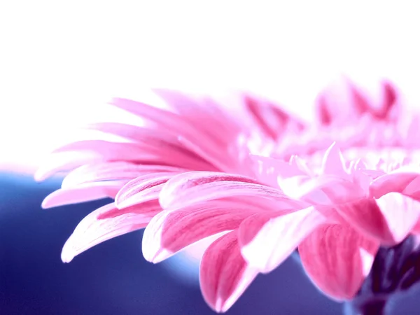 Schöne Blumen Blumiges Konzept Hintergrund — Stockfoto