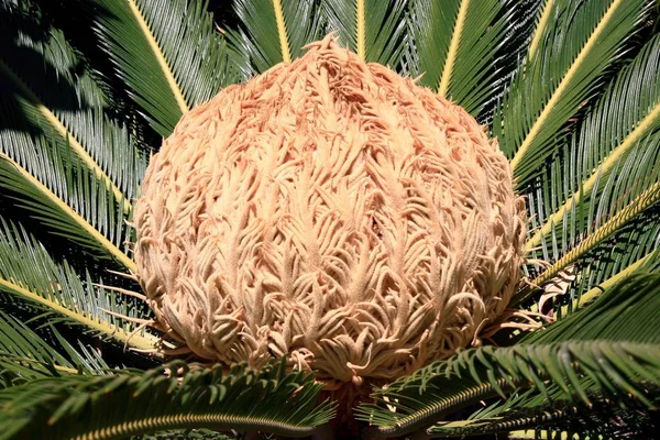 Palmeira Com Grande Pedaço Coco — Fotografia de Stock