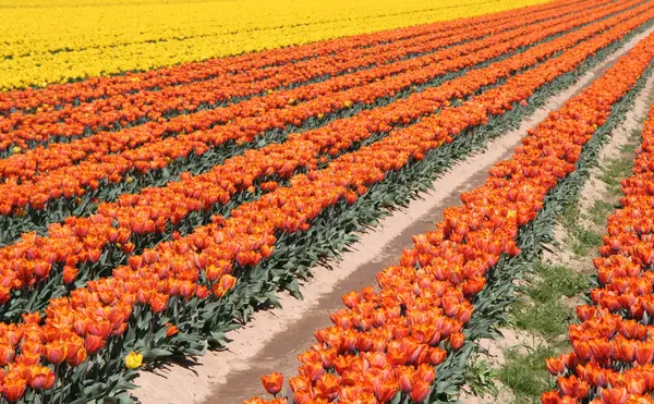 Piękne Wiosenne Tulipany Kwiaty Flora — Zdjęcie stockowe