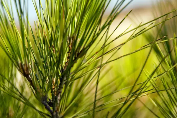 Bella Vista Sulla Natura — Foto Stock