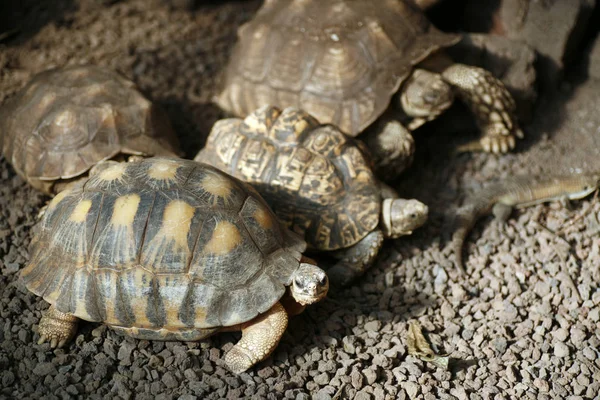 Schildpadden Dieren Natuur Fauna — Stockfoto