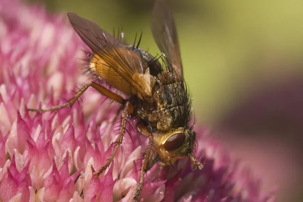 Dung Fly Looking Nectar — Stock Photo, Image