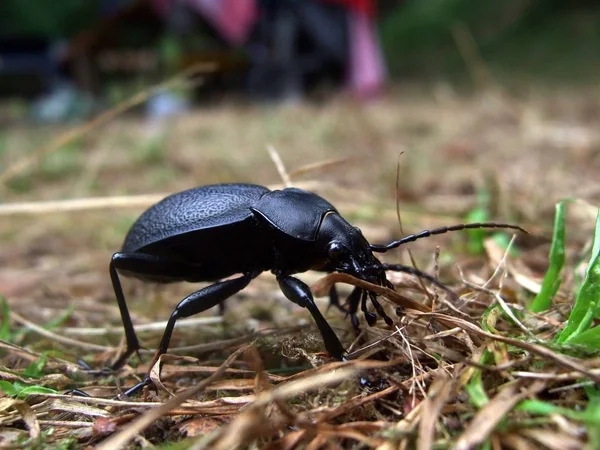 Leather Running Beetle Carabus Coriaceus — Stock Photo, Image