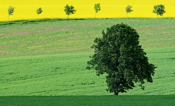 Jordbruk Rapsfält Gul Flora — Stockfoto