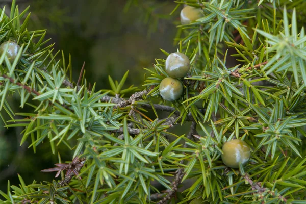 Cedar Juniper Oxcedrus —  Fotos de Stock