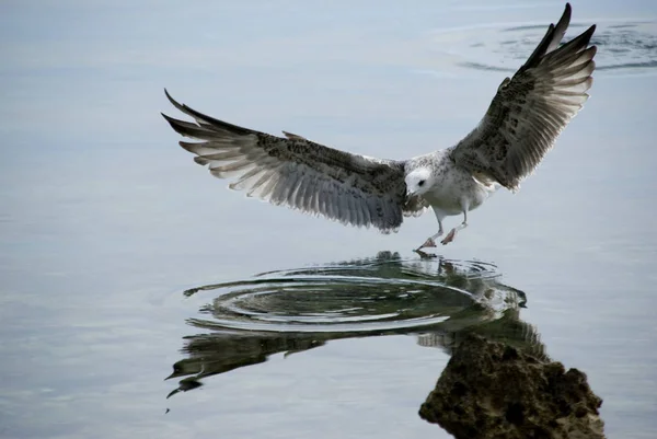 美しいかわいいカモメの鳥の風景 — ストック写真