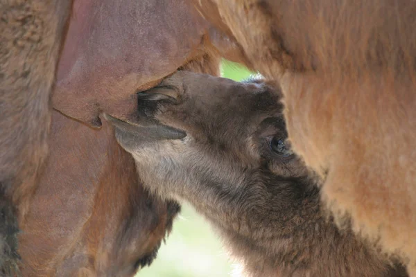 Jonge Dieren Selectieve Focus — Stockfoto