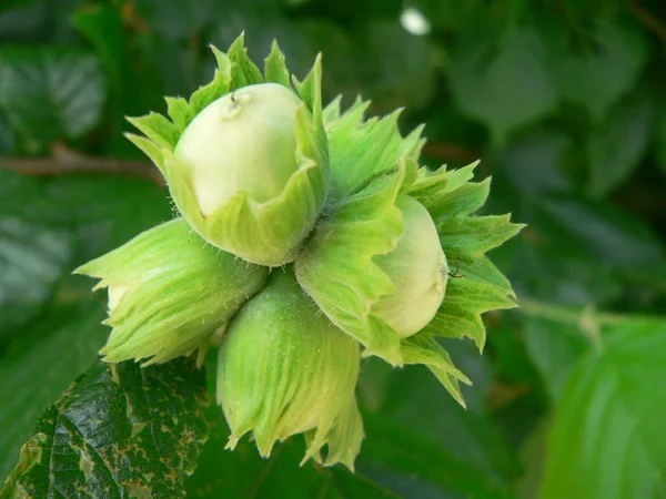 Sfondo Naturale Attenzione Selettiva — Foto Stock