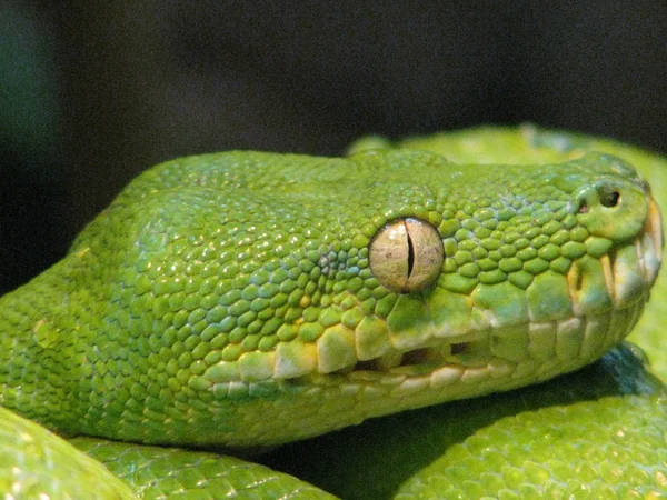 Head Green Tree Python —  Fotos de Stock