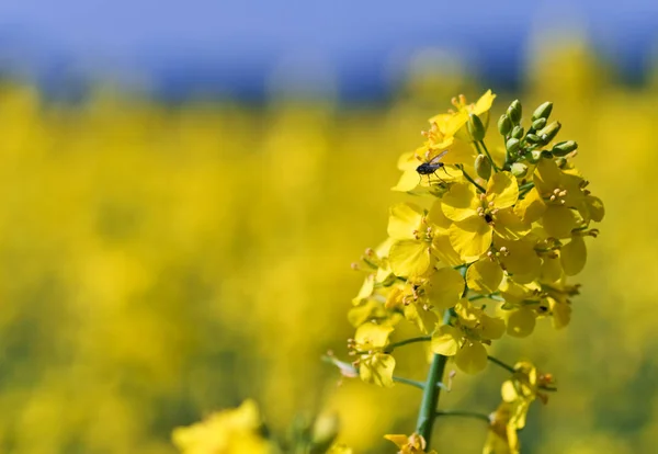 黄色の菜の花畑農業 — ストック写真