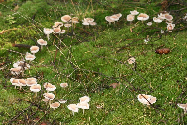 Growing Mushrooms Forest Nature Background — Stock Photo, Image