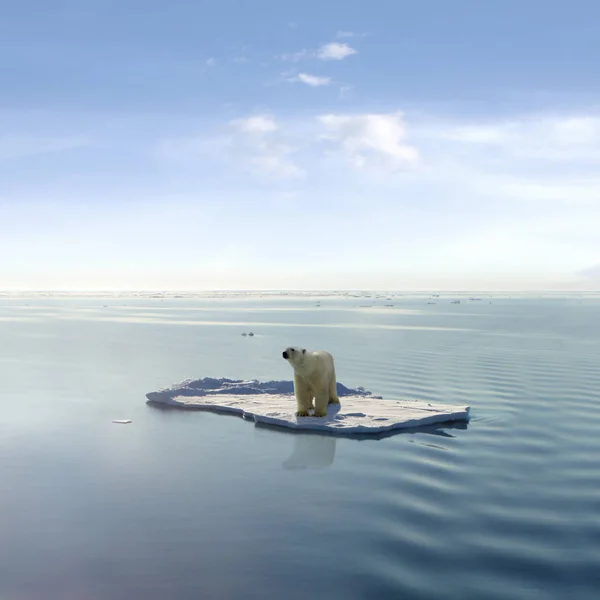 Urso Polar Animais Selvagens — Fotografia de Stock