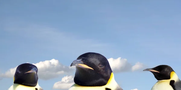 Schilderachtig Uitzicht Schattige Pinguïn Vogels Natuur — Stockfoto