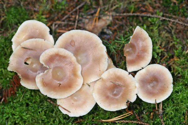 キノコの成長や植物性植物 — ストック写真