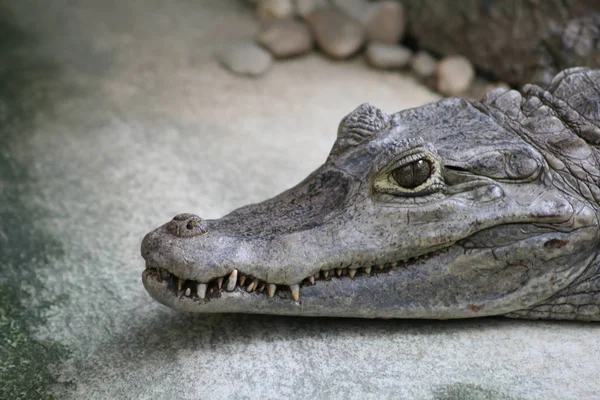 Krokodil Gevaarlijk Reptiel Dier — Stockfoto