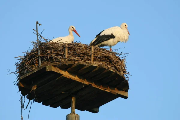 Ooievaars Paar Het Nest — Stockfoto