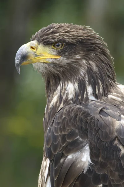 Águila Joven Bálsamo — Foto de Stock