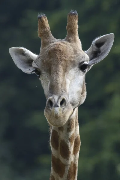 Жирафи Африканські Травоїдні Ссавці — стокове фото