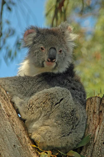 Koala Niedźwiedź Dzika Przyroda Drzewo Zwierzę — Zdjęcie stockowe