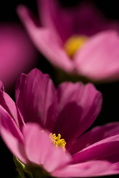 Lale Çiçekleri Taç Yaprakları Bahar Çiçekleri — Stok fotoğraf