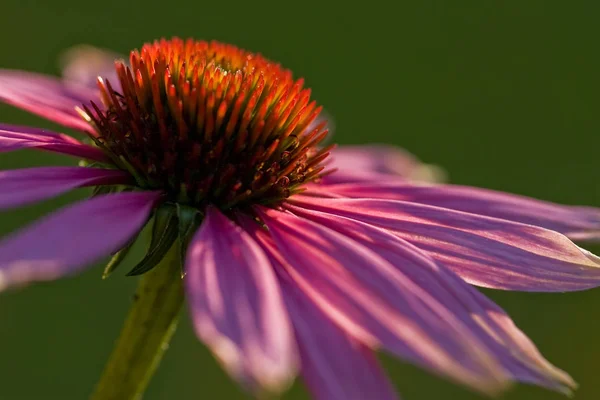 Flora Campo Pétalas Flores Coneflowers — Fotografia de Stock