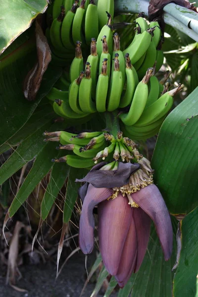 Albero Fiori Banano Flora Fogliame Natura — Foto Stock