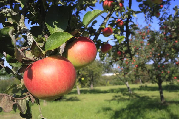 Apple Tree Nature Plants — стокове фото