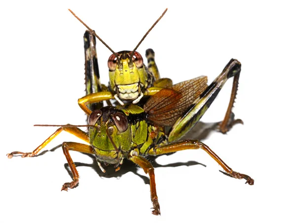 Kobylka Hmyz Kriket Brouk — Stock fotografie