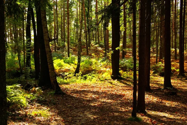 Schöne Bunte Herbstblätter — Stockfoto