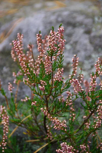 Vackra Blommor Blommigt Koncept Bakgrund — Stockfoto