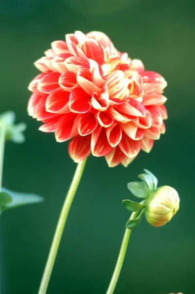 아름다운 꽃무늬 자연적 — 스톡 사진