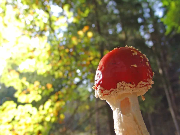 Odla Svamp Skogen Natur Bakgrund — Stockfoto