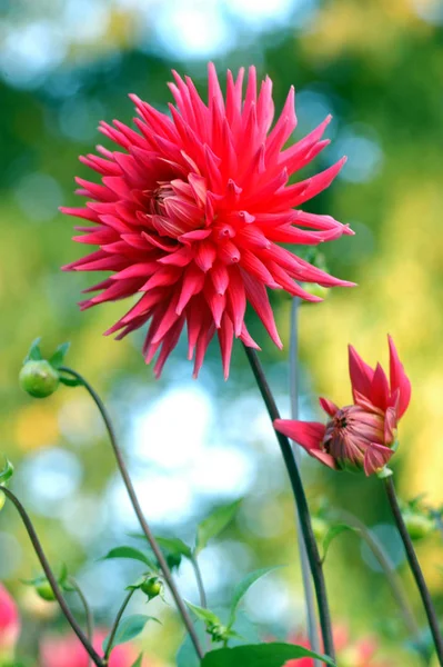 Schöne Botanische Aufnahme Natürliche Tapete — Stockfoto