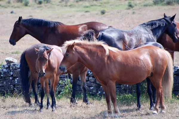 Mamífero Caballo Raza Pura — Foto de Stock