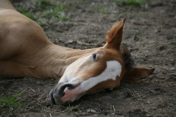 Animales Jóvenes Enfoque Selectivo — Foto de Stock