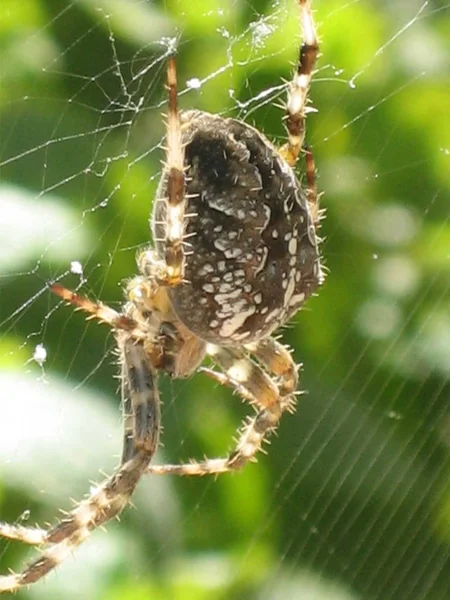 Kříženec Pavouka Strašidelné Zvíře — Stock fotografie