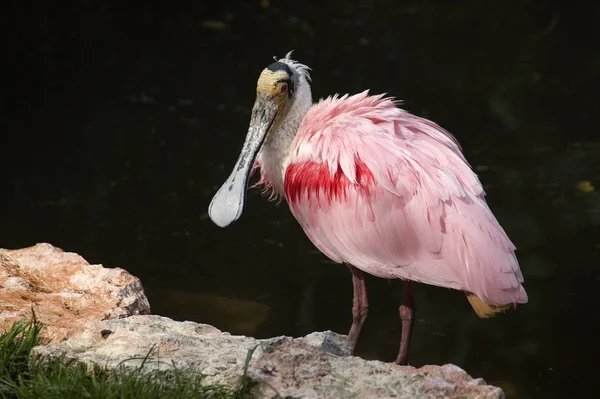 Vista Panorâmica Belo Pássaro Spoonbill — Fotografia de Stock